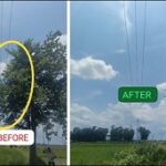 Tata Power-led Odisha Discoms Conduct Swift De-vegetation Drive to Safeguard Power Assets During Monsoons
